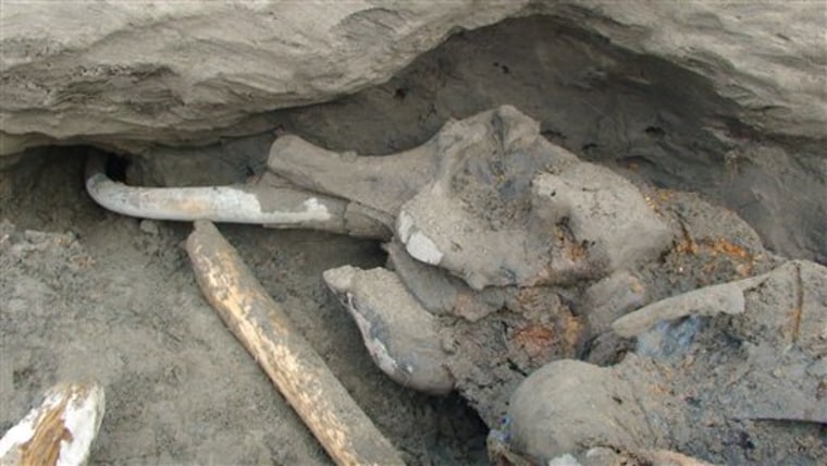This carcass of a 16-year-old mammoth was uncovered during an excavation on the North Siberian Taimyr peninsula in late Septembere. Russian scientists say it's one of the best-preserved bodies of a grown mammoth yet found.